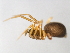  (Agyneta sp. 3GAB - CCDB-04552-G09)  @13 [ ] CreativeCommons - Attribution (2010) Unspecified Centre for Biodiversity Genomics
