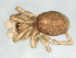  (Robertus banksi - CCDB-04552-H09)  @13 [ ] CreativeCommons - Attribution (2010) Unspecified Centre for Biodiversity Genomics
