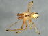  (Theridion frondeum - CCDB-04552-H11)  @14 [ ] CreativeCommons - Attribution (2010) Unspecified Centre for Biodiversity Genomics