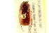  ( - BIOUG02027-B09)  @12 [ ] CreativeCommons - Attribution (2012) CBG Photography Group Centre for Biodiversity Genomics