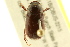  ( - BIOUG02027-C03)  @13 [ ] CreativeCommons - Attribution (2012) CBG Photography Group Centre for Biodiversity Genomics
