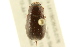  ( - BIOUG02027-C05)  @13 [ ] CreativeCommons - Attribution (2012) CBG Photography Group Centre for Biodiversity Genomics