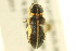  (Eudiagogus pulcher - BIOUG02027-F12)  @14 [ ] CreativeCommons - Attribution (2012) CBG Photography Group Centre for Biodiversity Genomics