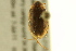  ( - BIOUG02029-C06)  @13 [ ] CreativeCommons - Attribution (2012) CBG Photography Group Centre for Biodiversity Genomics