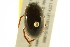  ( - BIOUG02029-H03)  @13 [ ] CreativeCommons - Attribution (2012) CBG Photography Group Centre for Biodiversity Genomics