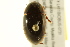  ( - BIOUG02029-H05)  @13 [ ] CreativeCommons - Attribution (2012) CBG Photography Group Centre for Biodiversity Genomics