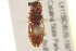  ( - BIOUG02052-E02)  @12 [ ] CreativeCommons - Attribution (2012) CBG Photography Group Centre for Biodiversity Genomics