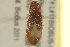  ( - BIOUG02052-E05)  @12 [ ] CreativeCommons - Attribution (2012) CBG Photography Group Centre for Biodiversity Genomics