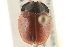 ( - BIOUG02057-C11)  @12 [ ] CreativeCommons - Attribution (2012) CBG Photography Group Centre for Biodiversity Genomics