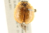  ( - BIOUG02058-B10)  @13 [ ] CreativeCommons - Attribution (2012) CBG Photography Group Centre for Biodiversity Genomics