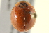  ( - BIOUG02058-C01)  @13 [ ] CreativeCommons - Attribution (2012) CBG Photography Group Centre for Biodiversity Genomics