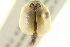  ( - BIOUG02058-D08)  @13 [ ] CreativeCommons - Attribution (2012) CBG Photography Group Centre for Biodiversity Genomics