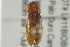  ( - BIOUG02060-A05)  @12 [ ] CreativeCommons - Attribution (2012) CBG Photography Group Centre for Biodiversity Genomics
