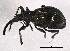  ( - BIOUG02278-C05)  @14 [ ] CreativeCommons - Attribution (2012) CBG Photography Group Centre for Biodiversity Genomics