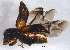  ( - BIOUG02279-A06)  @13 [ ] CreativeCommons - Attribution (2014) CBG Photography Group Centre for Biodiversity Genomics