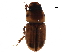  ( - BIOUG02283-A06)  @13 [ ] CreativeCommons - Attribution (2017) CBG Photography Group Centre for Biodiversity Genomics