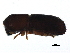  ( - BIOUG02284-B12)  @12 [ ] CreativeCommons - Attribution (2015) CBG Photography Group Centre for Biodiversity Genomics