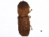  (Xyleborinus - BIOUG02284-C01)  @14 [ ] CreativeCommons - Attribution (2015) CBG Photography Group Centre for Biodiversity Genomics