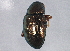  ( - BIOUG02311-A10)  @14 [ ] CreativeCommons - Attribution (2012) CBG Photography Group Centre for Biodiversity Genomics