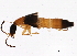  (Neobisnius - BIOUG02311-C02)  @14 [ ] CreativeCommons - Attribution (2012) CBG Photography Group Centre for Biodiversity Genomics