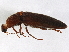 (Melanotus communis - BIOUG02328-D04)  @14 [ ] CreativeCommons - Attribution (2013) CBG Photography Group Centre for Biodiversity Genomics