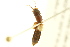 ( - BIOUG02028-E06)  @13 [ ] CreativeCommons - Attribution (2012) CBG Photography Group Centre for Biodiversity Genomics