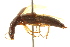  (Homaeotarsus cinctus - BIOUG02028-G02)  @13 [ ] CreativeCommons - Attribution (2012) CBG Photography Group Centre for Biodiversity Genomics