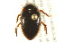  ( - BIOUG02030-A10)  @14 [ ] CreativeCommons - Attribution (2012) CBG Photography Group Centre for Biodiversity Genomics
