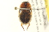  (Tropisternus sp. BYUCO166 - BIOUG02030-C03)  @14 [ ] CreativeCommons - Attribution (2012) CBG Photography Group Centre for Biodiversity Genomics