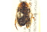  ( - BIOUG02030-C05)  @13 [ ] CreativeCommons - Attribution (2012) CBG Photography Group Centre for Biodiversity Genomics