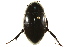  (Hydrophilus ovatus - BIOUG02030-G07)  @14 [ ] CreativeCommons - Attribution (2012) CBG Photography Group Centre for Biodiversity Genomics