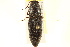  (Lanelater schottii - BIOUG02032-C06)  @13 [ ] CreativeCommons - Attribution (2012) CBG Photography Group Centre for Biodiversity Genomics