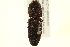  ( - BIOUG02032-C09)  @13 [ ] CreativeCommons - Attribution (2012) CBG Photography Group Centre for Biodiversity Genomics