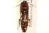  ( - BIOUG02032-G04)  @13 [ ] CreativeCommons - Attribution (2012) CBG Photography Group Centre for Biodiversity Genomics