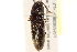  ( - BIOUG02032-H04)  @13 [ ] CreativeCommons - Attribution (2012) CBG Photography Group Centre for Biodiversity Genomics