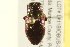  (Chrysobothris chrysoela - BIOUG02031-A09)  @14 [ ] CreativeCommons - Attribution (2012) CBG Photography Group Centre for Biodiversity Genomics