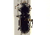  (Pterostichus ebeninus - BIOUG02009-G08)  @13 [ ] CreativeCommons - Attribution (2012) CBG Photography Group Centre for Biodiversity Genomics