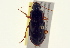  (Harpalus protractus - BIOUG02010-F01)  @14 [ ] CreativeCommons - Attribution (2012) CBG Photography Group Centre for Biodiversity Genomics