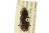  ( - BIOUG02011-B11)  @13 [ ] CreativeCommons - Attribution (2012) CBG Photography Group Centre for Biodiversity Genomics