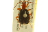  ( - BIOUG02012-D05)  @13 [ ] CreativeCommons - Attribution (2012) CBG Photography Group Centre for Biodiversity Genomics
