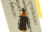  (Lebia viridipennis - BIOUG02012-F01)  @13 [ ] CreativeCommons - Attribution (2012) CBG Photography Group Centre for Biodiversity Genomics
