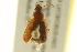  ( - BIOUG02014-B04)  @14 [ ] CreativeCommons - Attribution (2012) CBG Photography Group Centre for Biodiversity Genomics