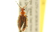  (Lebia vittata - BIOUG02014-D06)  @14 [ ] CreativeCommons - Attribution (2012) CBG Photography Group Centre for Biodiversity Genomics