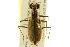  (Ellipsoptera blanda - BIOUG02015-E06)  @14 [ ] CreativeCommons - Attribution (2012) CBG Photography Group Centre for Biodiversity Genomics