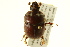  (Bolbocerastes - BIOUG02023-H07)  @14 [ ] CreativeCommons - Attribution (2012) CBG Photography Group Centre for Biodiversity Genomics