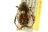  ( - BIOUG02024-D02)  @13 [ ] CreativeCommons - Attribution (2012) CBG Photography Group Centre for Biodiversity Genomics