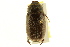  (Phyllophaga crenulata - BIOUG02025-B09)  @14 [ ] CreativeCommons - Attribution (2012) CBG Photography Group Centre for Biodiversity Genomics