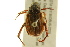  (Strigoderma pimalis - BIOUG02026-A05)  @14 [ ] CreativeCommons - Attribution (2012) CBG Photography Group Centre for Biodiversity Genomics