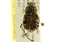  ( - BIOUG02026-A11)  @11 [ ] CreativeCommons - Attribution (2012) CBG Photography Group Centre for Biodiversity Genomics