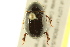  ( - BIOUG02026-F12)  @13 [ ] CreativeCommons - Attribution (2012) CBG Photography Group Centre for Biodiversity Genomics
